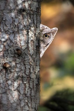 Baykuş. Avrasya Baykuşu. (Otus vurur). Yeşil doğa arkaplanı.