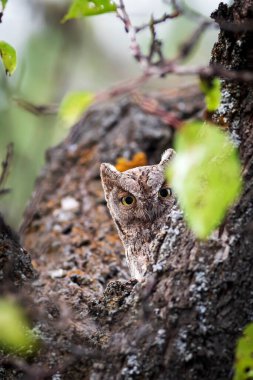 Baykuş. Avrasya Baykuşu. (Otus vurur). Yeşil doğa arkaplanı.