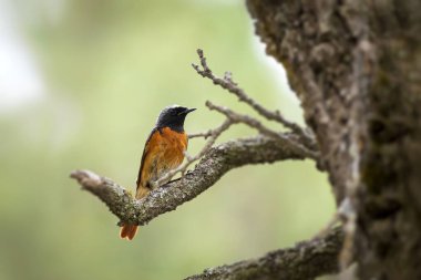 Siyah Kızılay. (Phoenicurus ochruros). Yeşil orman arka planı. 