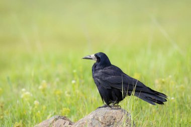 Crow. Rook. (Corvus frugilegus). Green nature background. clipart