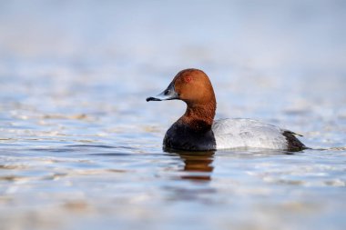 Yüzen ördek. Sıradan Pochard. (Aythya ferina) Mavi su arkaplanı.