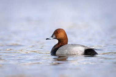 Yüzen ördek. Sıradan Pochard. (Aythya ferina) Mavi su arkaplanı.