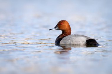 Yüzen ördek. Sıradan Pochard. (Aythya ferina) Mavi su arkaplanı.