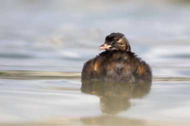 Yüzen kuş. Küçük Grebe. (Taşibaptus ruficollis). Mavi su arkaplanı.