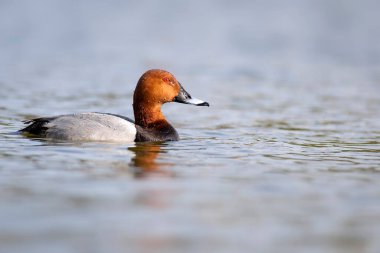 Yüzen ördek. Sıradan Pochard. (Aythya ferina) Mavi su arkaplanı.