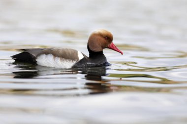 Yüzen ördek. Kırmızı ibikli Pochard. (Netta rufina) Mavi doğa arkaplanı.