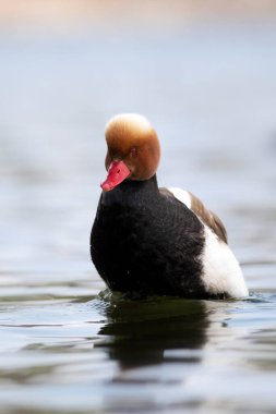 Yüzen ördek. Kırmızı ibikli Pochard. (Netta rufina) Mavi doğa arkaplanı.