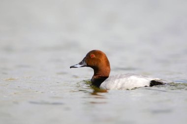 Yüzen ördek. Sıradan Pochard. (Aythya ferina) Mavi su arkaplanı.