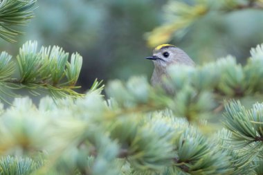 Sevimli küçük kuş. Goldcrest. Regulus regulus. Yeşil doğa arkaplanı.