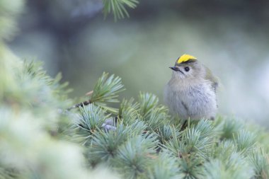 Sevimli küçük kuş. Goldcrest. Regulus regulus. Yeşil doğa arkaplanı.