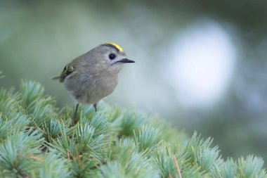 Sevimli küçük kuş. Goldcrest. Regulus regulus. Yeşil doğa arkaplanı.