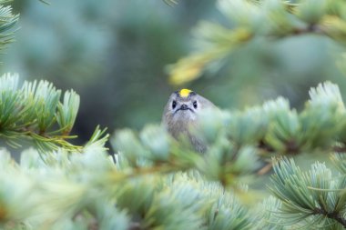 Sevimli küçük kuş. Goldcrest. Regulus regulus. Yeşil doğa arkaplanı.