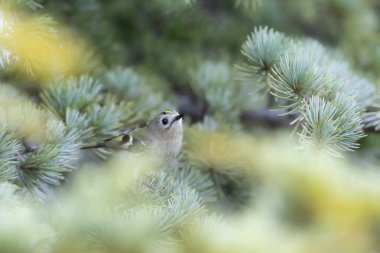 Sevimli küçük kuş. Goldcrest. Regulus regulus. Yeşil doğa arkaplanı.
