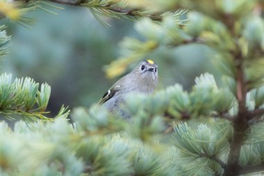 Sevimli küçük kuş. Goldcrest. Regulus regulus. Yeşil doğa arkaplanı.