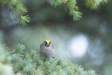 Sevimli küçük kuş. Goldcrest. Regulus regulus. Yeşil doğa arkaplanı.