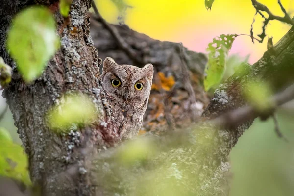 Owl Eurasian Scops Owl Otus Scops Green Nature Background — Stock Photo, Image