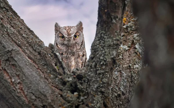 Owl Eurasian Scops Owl Otus Scops Green Nature Background — Stock Photo, Image
