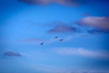 Uçan ördekler. Mavi gökyüzü arka planı. Kırmızı ibikli Pochard. (Netta rufina)