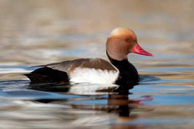 Yüzen ördek. Kırmızı ibikli Pochard. (Netta rufina) Doğa arkaplanı.