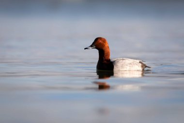 Yüzen ördek. Doğa geçmişi. Sıradan Pochard. (Aythya ferina).