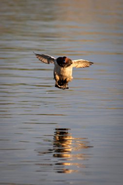 Uçan ördek. Sıradan Pochard. (Aythya ferina) Mavi su arkaplanı.