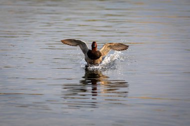 Uçan ördek. Sıradan Pochard. (Aythya ferina) Mavi su arkaplanı.