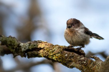 Cute little bird. Long-tailed Tit. (Aegithalos caudatus).  Nature background. 