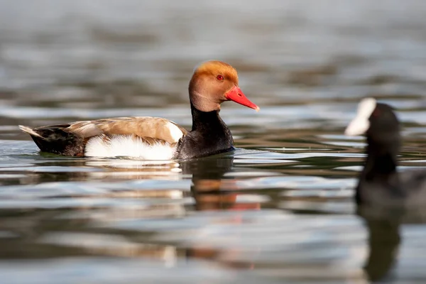 Schwimmende Ente Rotschopfpochard Netta Rufina Hintergrund Natur — Stockfoto