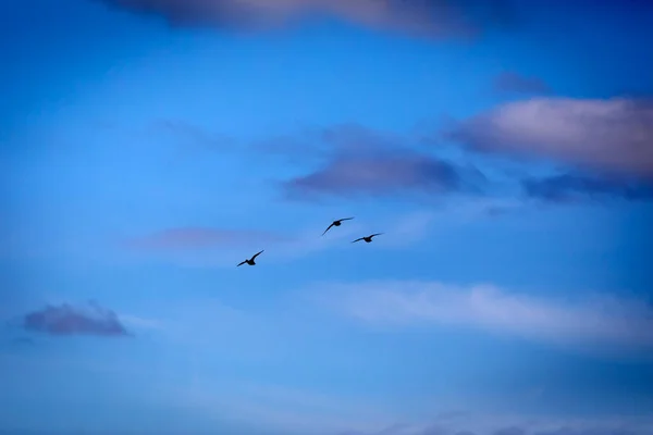 Létající Kachny Modrá Obloha Pozadí Kachny Pochard Červeným Hřebenem Netta — Stock fotografie