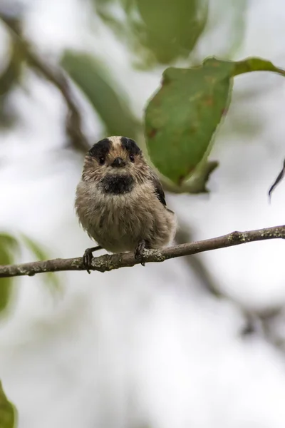 Cute Little Bird Long Tailed Tit Aegithalos Caudatus Nature Background — 图库照片