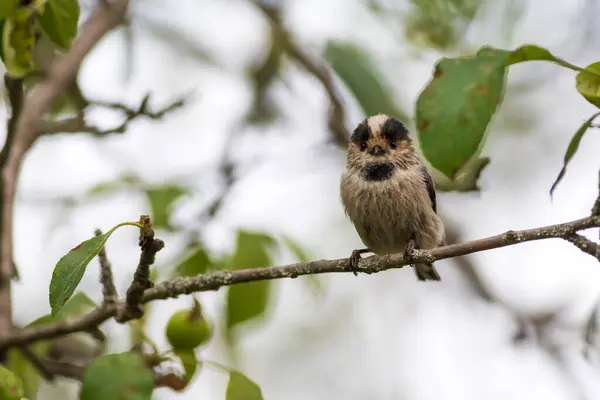 Cute Little Bird Long Tailed Tit Aegithalos Caudatus Nature Background — Stock fotografie