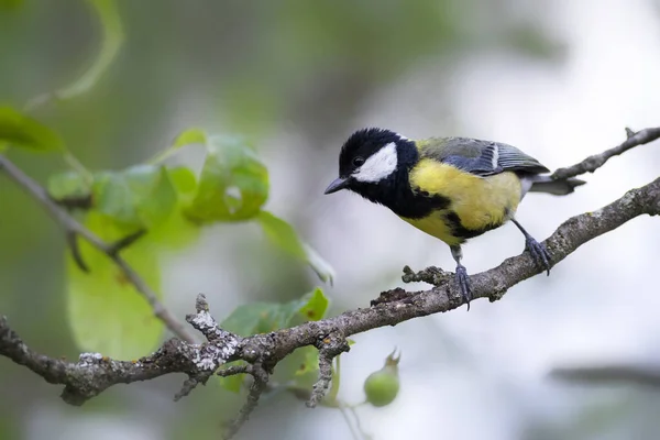 Милий Маленький Птах Чудова Цицька Фон Природи — стокове фото