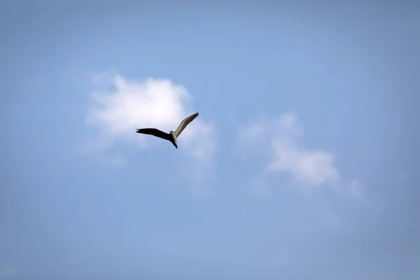 Létající Pták Modrá Obloha Pozadí Noční Volavka Černou Korunou Nycticorax — Stock fotografie