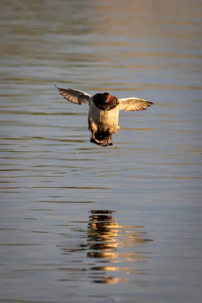 Flying Duck Common Pochard Aythya Ferina Blue Water Background — Stock Photo, Image