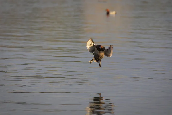 Flying Duck Common Pochard Aythya Ferina Blue Water Background — Stock Photo, Image