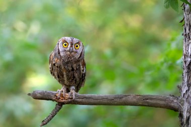 Baykuş. Avrasya Baykuşu. (Otus vurur). Yeşil doğa arkaplanı.
