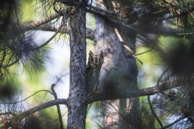 Baykuş. Avrasya Baykuşu. (Otus vurur). Yeşil doğa arkaplanı.