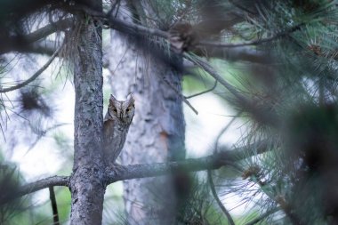Baykuş. Avrasya Baykuşu. (Otus vurur). Yeşil doğa arkaplanı.