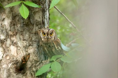 Baykuş. Avrasya Baykuşu. (Otus vurur). Yeşil doğa arkaplanı.