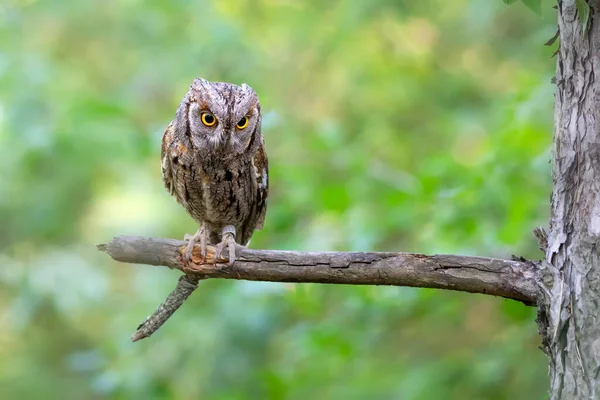 Sova Eurasian Scops Owl Otus Scops Zelené Pozadí Přírody — Stock fotografie