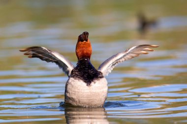 Yüzen ördek. Doğa geçmişi. Sıradan Pochard. (Aythya ferina).