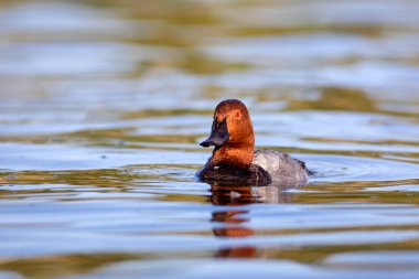 Yüzen ördek. Doğa geçmişi. Sıradan Pochard. (Aythya ferina).