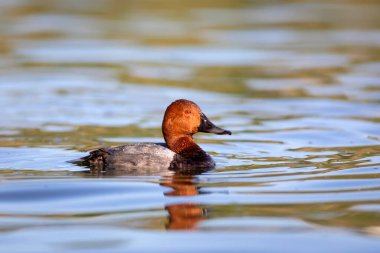 Yüzen ördek. Doğa geçmişi. Sıradan Pochard. (Aythya ferina).