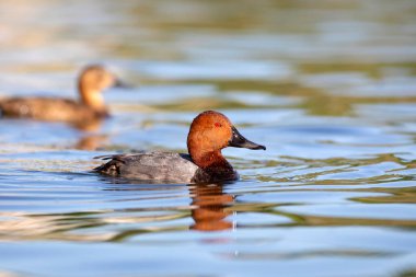 Yüzen ördek. Doğa geçmişi. Sıradan Pochard. (Aythya ferina).