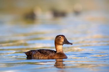 Yüzen ördek. Doğa geçmişi. Sıradan Pochard. (Aythya ferina).