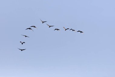 Uçan kuşlar. Mavi gökyüzü arka planı. Kuşlar: Büyük Karabatak. (Phalacrocorax karbo)