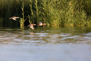 Uçan ördekler. Yeşil doğa geçmişi. Sıradan Pochard. (Aythya ferina). 