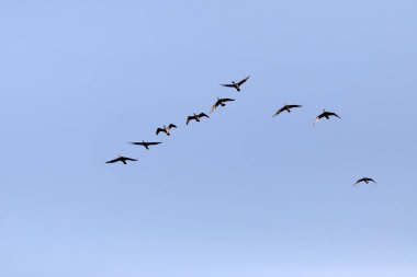 Uçan kuşlar. Mavi gökyüzü arka planı. Kuşlar: Büyük Karabatak. (Phalacrocorax karbo)