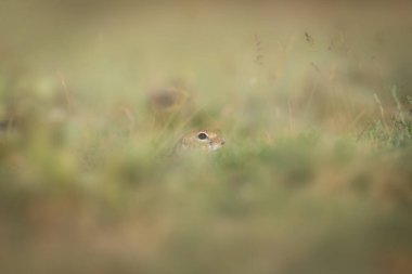 Sevimli komik hayvan. Yer sincabı. Yeşil doğa Arkaplanı.