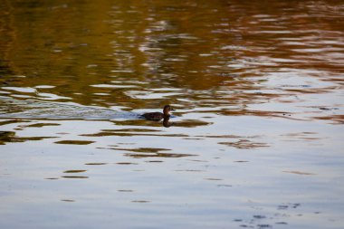 Yüzen ördek. Doğa geçmişi. Sıradan Pochard. (Aythya ferina).